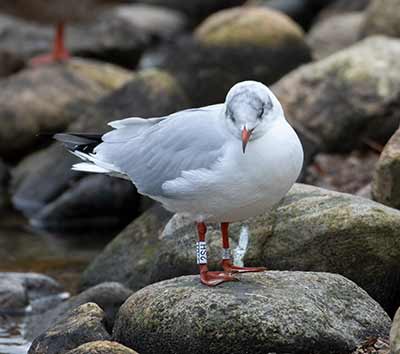 Black-headed Gull (Chroicocephalus ridibundus) [Christianshavns vold og voldgrav, Denmark]