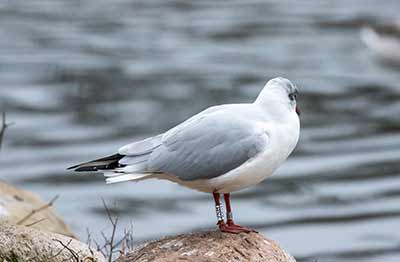 Black-headed Gull (Chroicocephalus ridibundus) [Christianshavns vold og voldgrav, Denmark]