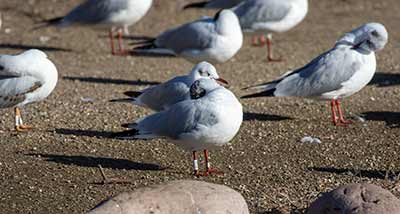 Black-headed Gull (Chroicocephalus ridibundus) [Christianshavns vold og voldgrav, Denmark]