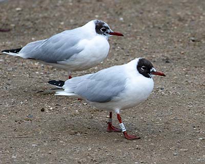 Black-headed Gull (Chroicocephalus ridibundus) [Christianshavns vold og voldgrav, Denmark]