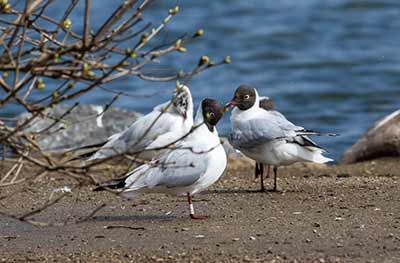 Black-headed Gull (Chroicocephalus ridibundus) [Christianshavns vold og voldgrav, Denmark]