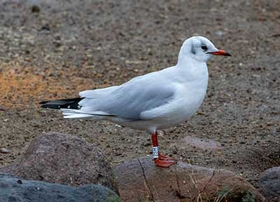 Black-headed Gull (Chroicocephalus ridibundus) [Christianshavns vold og voldgrav, Denmark]