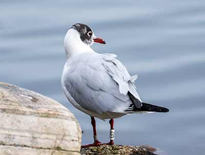 Black-headed Gull (Chroicocephalus ridibundus) [Christianshavns vold og voldgrav, Denmark]
