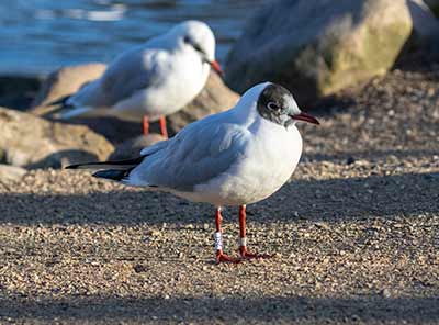 Black-headed Gull (Chroicocephalus ridibundus) [Christianshavns vold og voldgrav, Denmark]