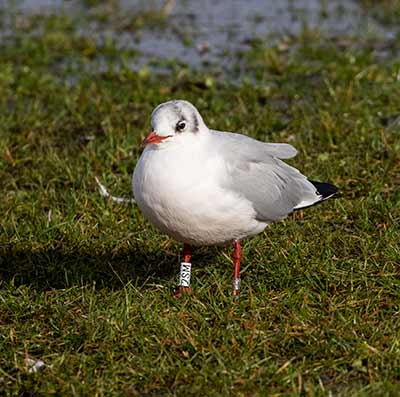 Black-headed Gull (Chroicocephalus ridibundus) [Dragør, Denmark]