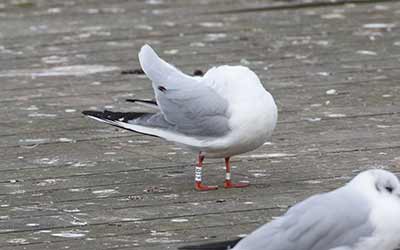 Black-headed Gull (Chroicocephalus ridibundus) [Søerne (København), Denmark]