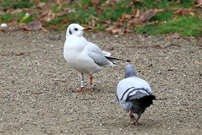 Black-headed Gull (Chroicocephalus ridibundus) [Christianshavns vold og voldgrav, Denmark]