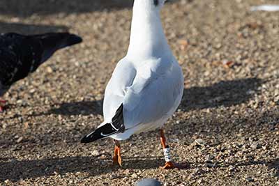 Black-headed Gull (Chroicocephalus ridibundus) [Christianshavns vold og voldgrav, Denmark]