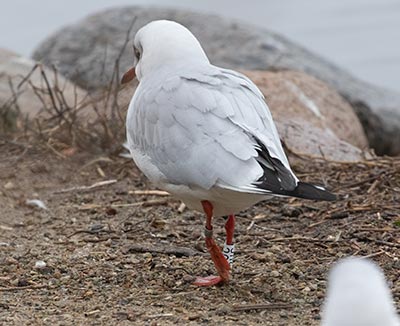 Black-headed Gull (Chroicocephalus ridibundus) [Christianshavns vold og voldgrav, Denmark]