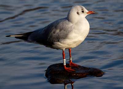 Black-headed Gull (Chroicocephalus ridibundus) [Christianshavns vold og voldgrav, Denmark]
