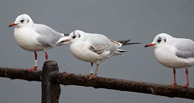 Black-headed Gull (Chroicocephalus ridibundus) [Christianshavns vold og voldgrav, Denmark]
