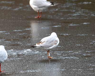 Black-headed Gull (Chroicocephalus ridibundus) [Christianshavns vold og voldgrav, Denmark]