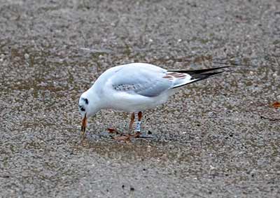 Black-headed Gull (Chroicocephalus ridibundus) [Christianshavns vold og voldgrav, Denmark]