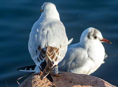 Black-headed Gull (Chroicocephalus ridibundus) [Christianshavns vold og voldgrav, Denmark]
