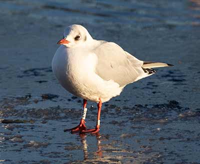 Black-headed Gull (Chroicocephalus ridibundus) [Christianshavns vold og voldgrav, Denmark]