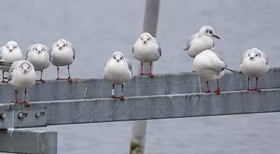 Black-headed Gull (Chroicocephalus ridibundus) [Dragør, Denmark]