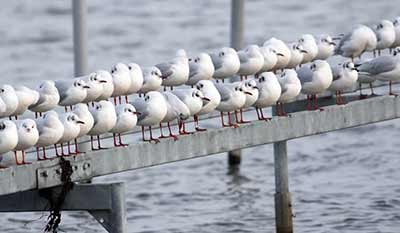 Black-headed Gull (Chroicocephalus ridibundus) [Dragør, Denmark]