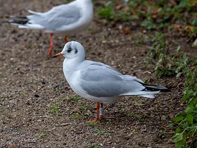 Black-headed Gull (Chroicocephalus ridibundus) [Christianshavns vold og voldgrav, Denmark]