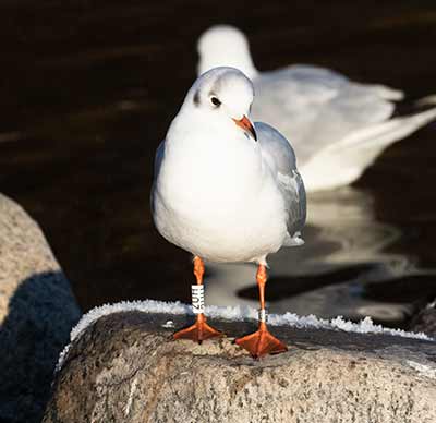 Black-headed Gull (Chroicocephalus ridibundus) [Christianshavns vold og voldgrav, Denmark]