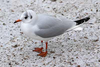 Black-headed Gull (Chroicocephalus ridibundus) [Christianshavns vold og voldgrav, Denmark]