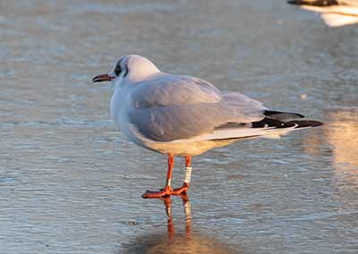 Black-headed Gull (Chroicocephalus ridibundus) [Christianshavns vold og voldgrav, Denmark]
