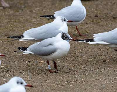 Black-headed Gull (Chroicocephalus ridibundus) [Christianshavns vold og voldgrav, Denmark]