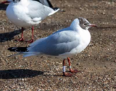 Black-headed Gull (Chroicocephalus ridibundus) [Christianshavns vold og voldgrav, Denmark]