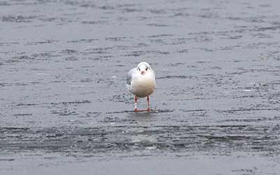 Black-headed Gull (Chroicocephalus ridibundus) [Christianshavns vold og voldgrav, Denmark]