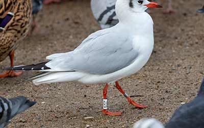 Black-headed Gull (Chroicocephalus ridibundus) [Christianshavns vold og voldgrav, Denmark]