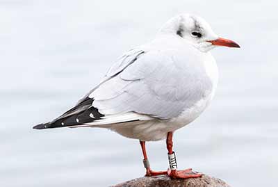 Black-headed Gull (Chroicocephalus ridibundus) [Christianshavns vold og voldgrav, Denmark]