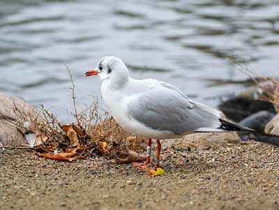 Black-headed Gull (Chroicocephalus ridibundus) [Christianshavns vold og voldgrav, Denmark]