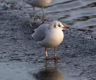 Black-headed Gull (Chroicocephalus ridibundus) [Christianshavns vold og voldgrav, Denmark]