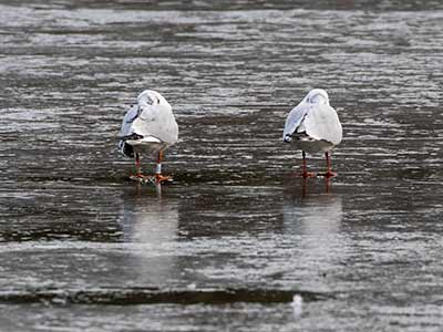 Black-headed Gull (Chroicocephalus ridibundus) [Christianshavns vold og voldgrav, Denmark]
