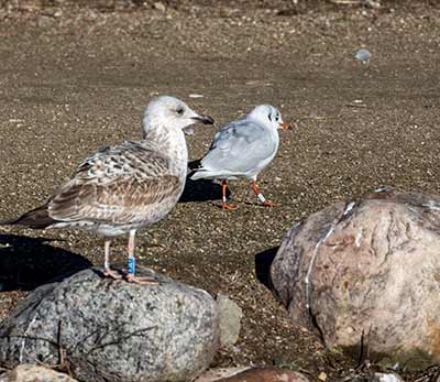 Black-headed Gull (Chroicocephalus ridibundus) [Christianshavns vold og voldgrav, Denmark]