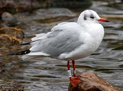 Black-headed Gull (Chroicocephalus ridibundus) [Christianshavns vold og voldgrav, Denmark]