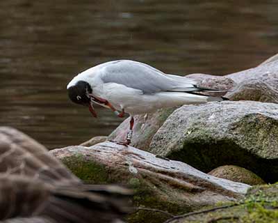 Black-headed Gull (Chroicocephalus ridibundus) [Christianshavns vold og voldgrav, Denmark]