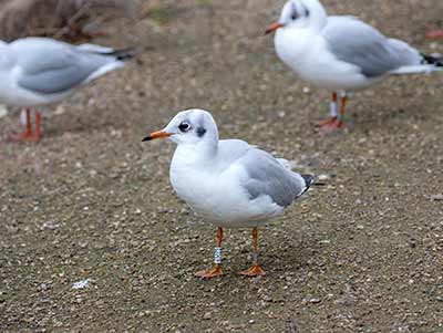 Black-headed Gull (Chroicocephalus ridibundus) [Christianshavns vold og voldgrav, Denmark]