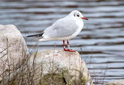 Black-headed Gull (Chroicocephalus ridibundus) [Christianshavns vold og voldgrav, Denmark]