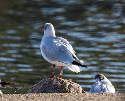 Black-headed Gull (Chroicocephalus ridibundus) [Christianshavns vold og voldgrav, Denmark]