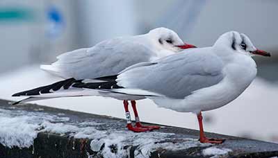 Black-headed Gull (Chroicocephalus ridibundus) [Dragør, Denmark]