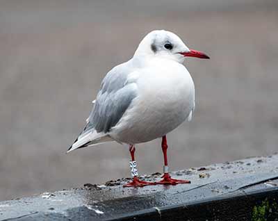 Black-headed Gull (Chroicocephalus ridibundus) [Dragør, Denmark]
