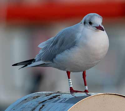 Black-headed Gull (Chroicocephalus ridibundus) [Dragør, Denmark]
