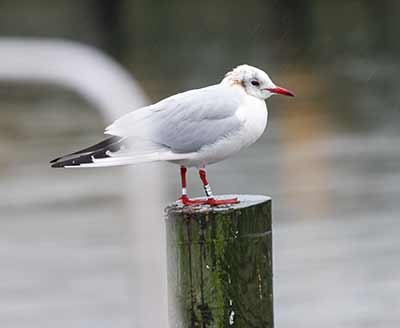 Black-headed Gull (Chroicocephalus ridibundus) [Dragør, Denmark]