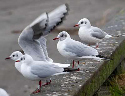 Black-headed Gull (Chroicocephalus ridibundus) [Dragør, Denmark]