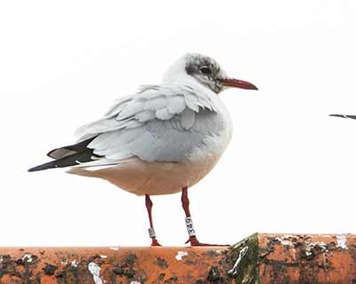 Black-headed Gull (Chroicocephalus ridibundus) [Dragør, Denmark]