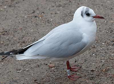 Black-headed Gull (Chroicocephalus ridibundus) [Christianshavns vold og voldgrav, Denmark]
