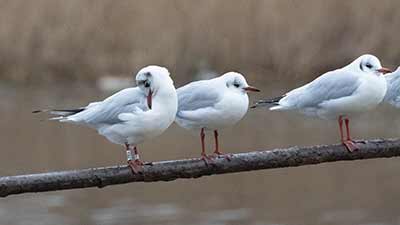 Black-headed Gull (Chroicocephalus ridibundus) [Christianshavns vold og voldgrav, Denmark]