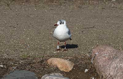 Black-headed Gull (Chroicocephalus ridibundus) [Christianshavns vold og voldgrav, Denmark]