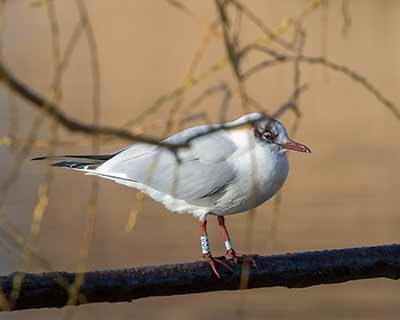 Black-headed Gull (Chroicocephalus ridibundus) [Christianshavns vold og voldgrav, Denmark]