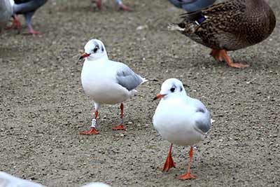 Black-headed Gull (Chroicocephalus ridibundus) [Christianshavns vold og voldgrav, Denmark]